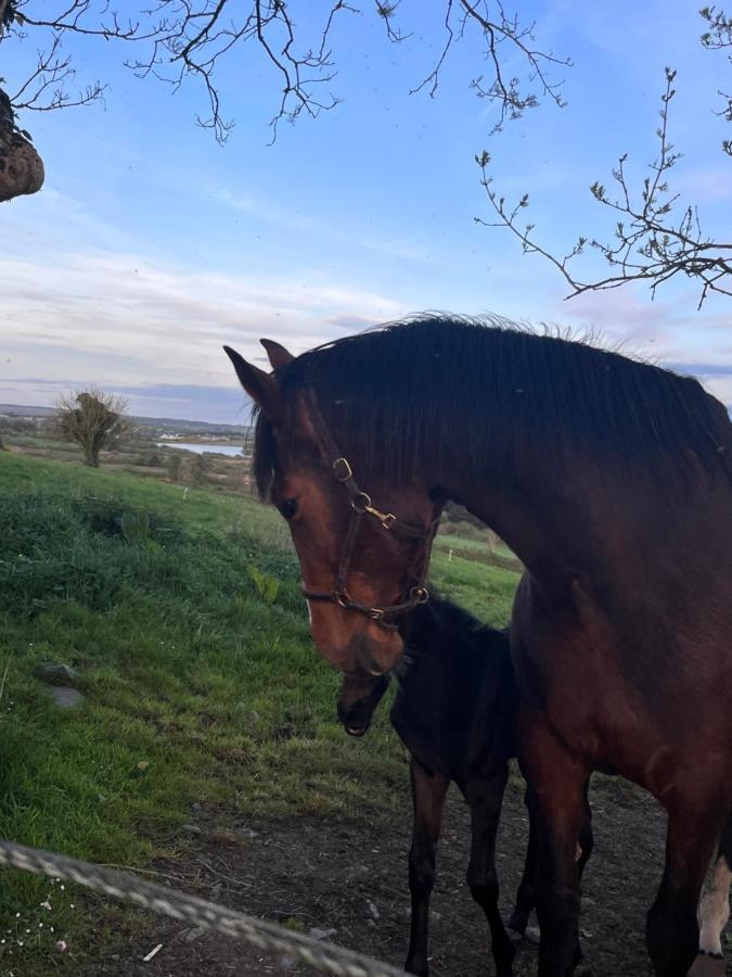 Lacken Farmyard Kilmihil Bagian luar foto